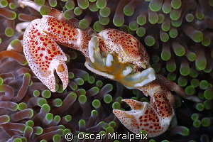 face to face with Porcelain crab by Oscar Miralpeix 